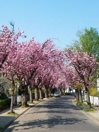 Kinzingstraße in voller Blütenpracht - Kinzingstraße in voller Blütenpracht